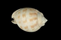 藏品(斑帶鬘螺)的圖片